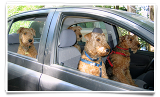 airedale-contactus